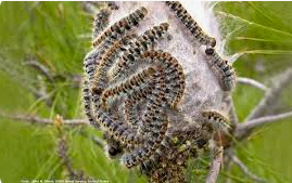 Chenilles processionnaire