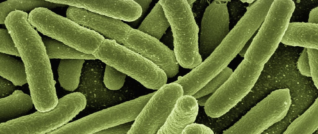 microscopic image of bacteria