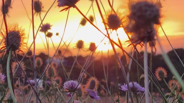 wildflowers on sunrise
