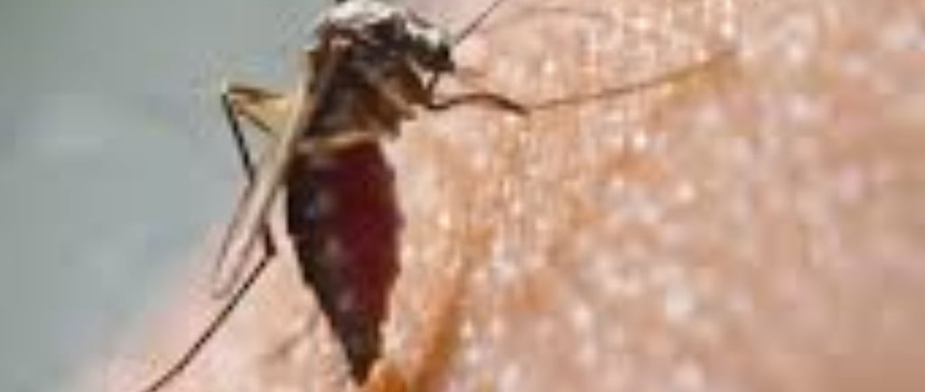 🔹 The Power of Fasting in Chikungunya Recovery 🦠⏳💪