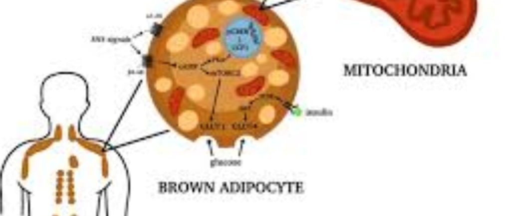 Evaluation Methods for Brown Adipose Tissue (BAT)