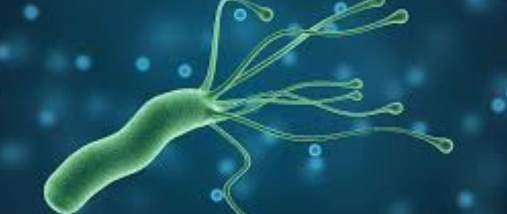 عسل مانوكا لبكتيريا الهيليكوباكتر بيلوري (H. pylori) والصيام
