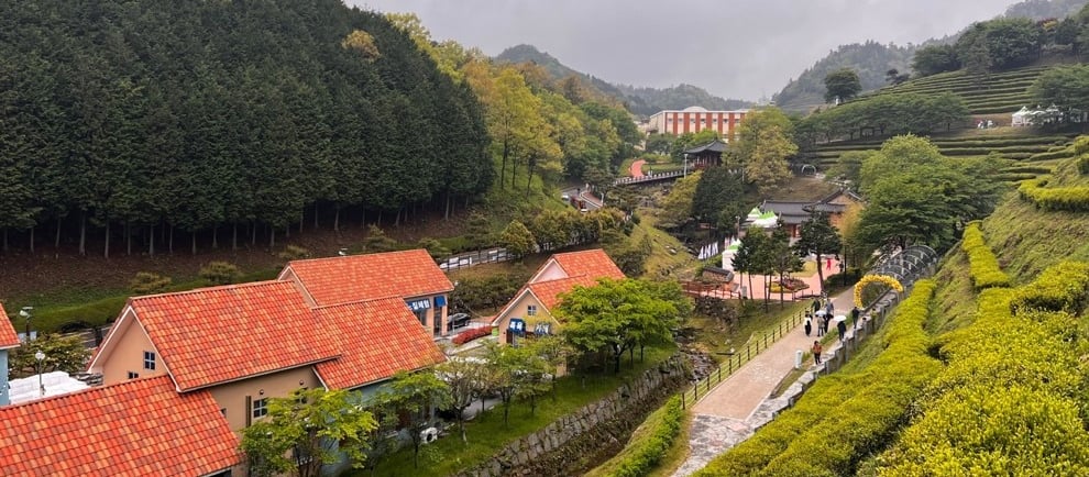 Boseong tea fields and coffee shop