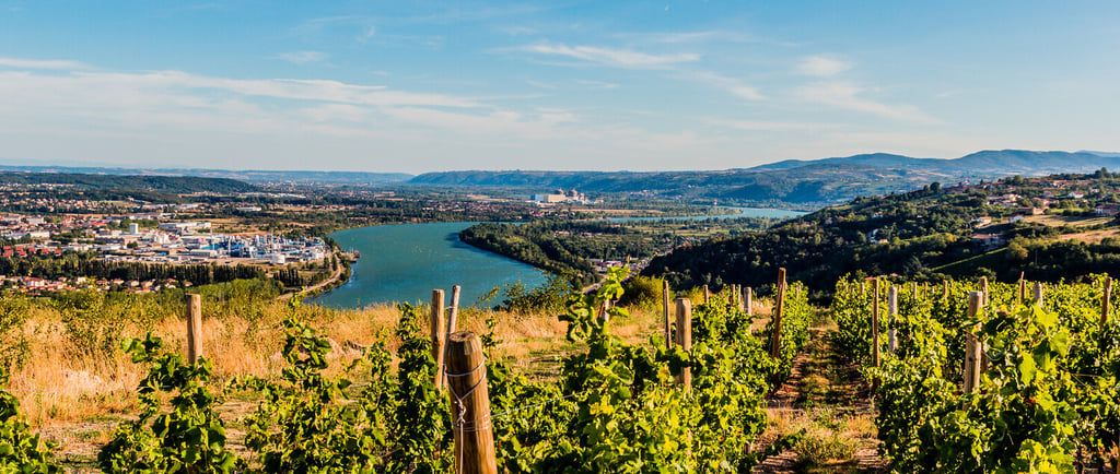 Un vignoble au bord du Rhône