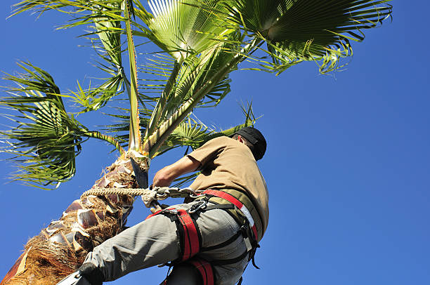 palm tree trimming services phoenix