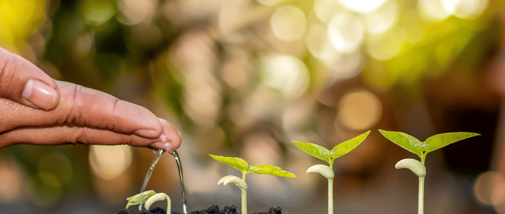 a person watering plants in a garden