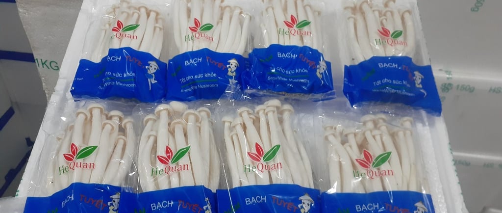 Nấm Hải Sản HeQuan