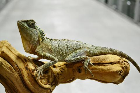 Lagarto Acanthosaura capra está em uma classe própria quando se trata de lagartos de aparência pré-h