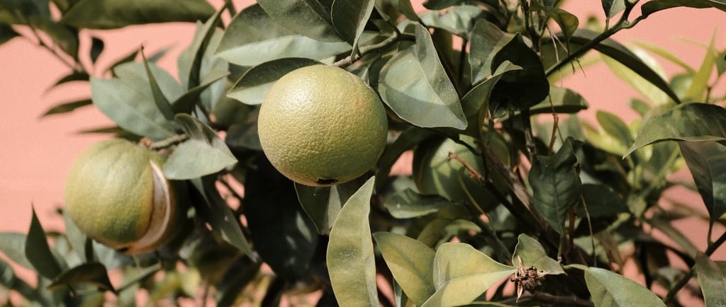 sales@okaypharmusa.com