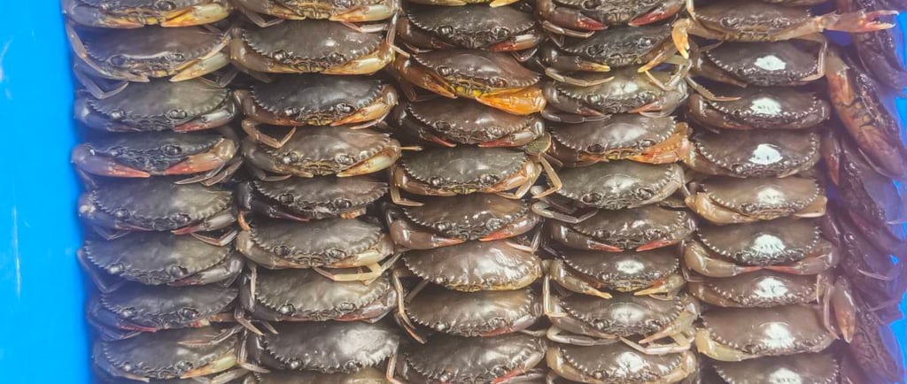 Cua bùn lột Seamorny - soft-shell mud crab (Scylla spp.)