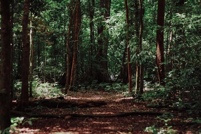 a path through a forest with a path leading through it