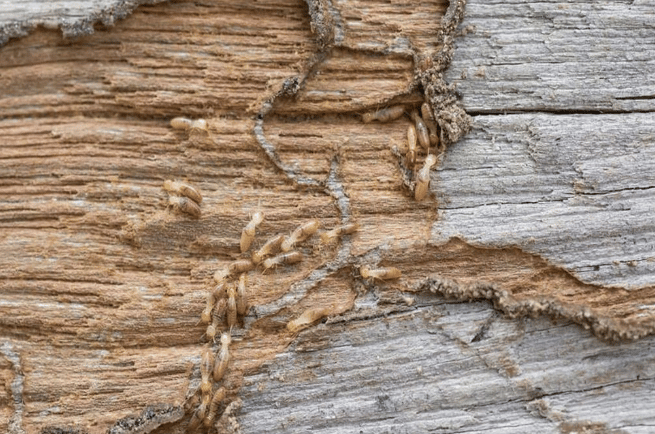 Traitement termites , insectes xylophages