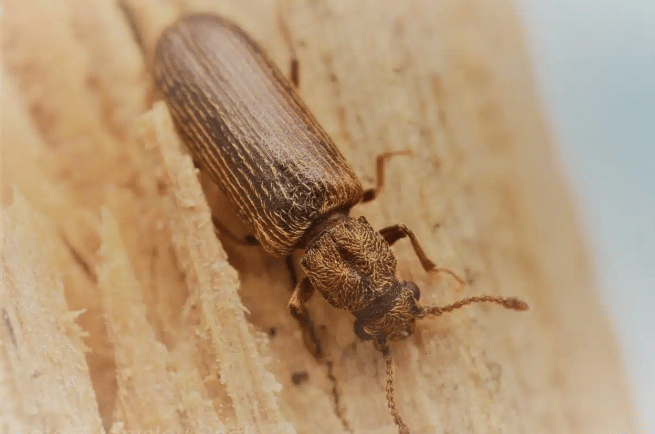 Le Lyctus brun!! enemi des charpentes