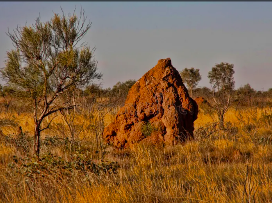 Termitière onstruite par les termites pour abriter leur colonie