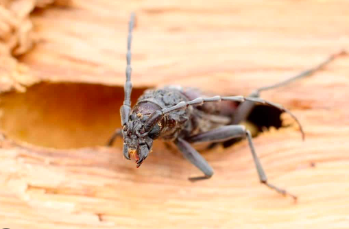 Insecte Xylophage une menace pour nos charpentes