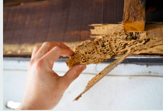 Dégâts de termites sur poutres