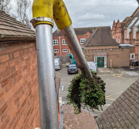 moss pulled from gutter