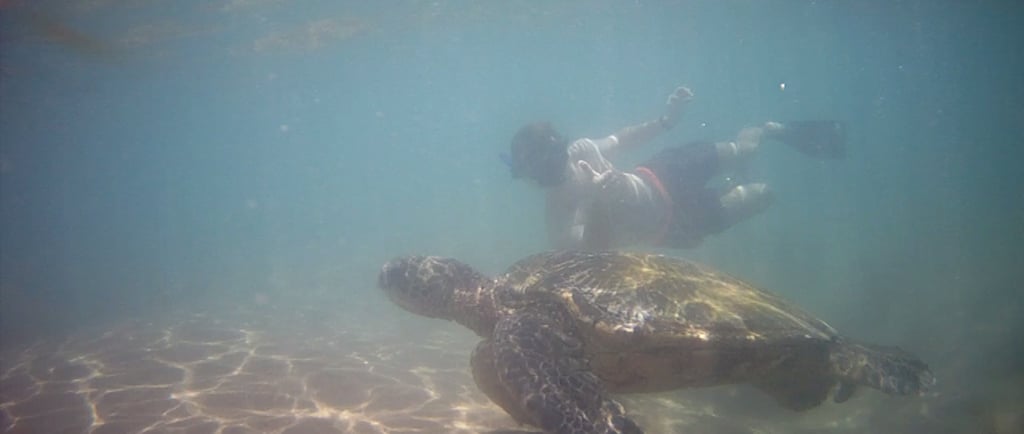 Nage avec une tortue de mer à Hawaii