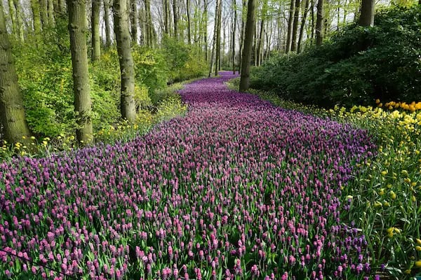 A winding path of purple hyacinth flowers blooming in a lush green spring forest garden.