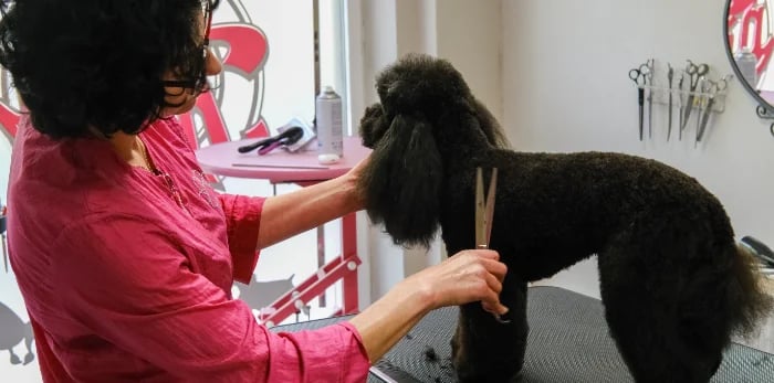 Patricia cortando a tijera un caniche negro en la escuela de peluquería canina Truka en Madrid