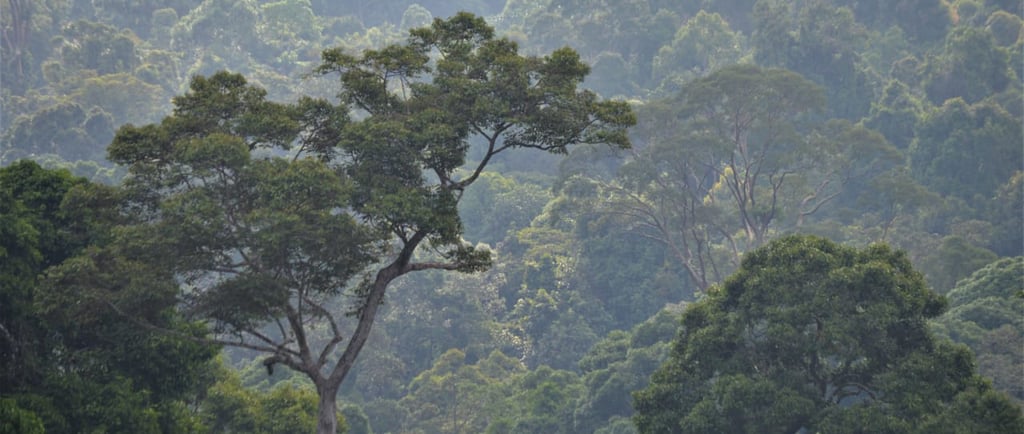 a herd of elephants in a field with trees in the background