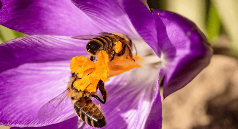 Two honeybees collecting yellow pollen inside a vibrant purple crocus flower in spring sunlight.