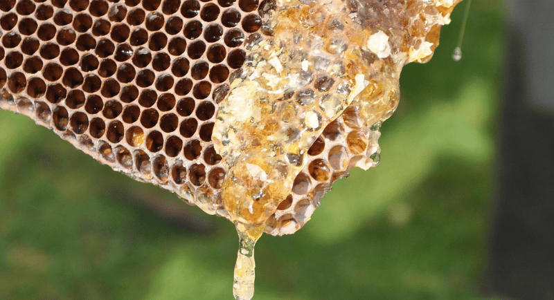 Golden organic honey dripping from a natural beeswax honeycomb during a fresh harvest.