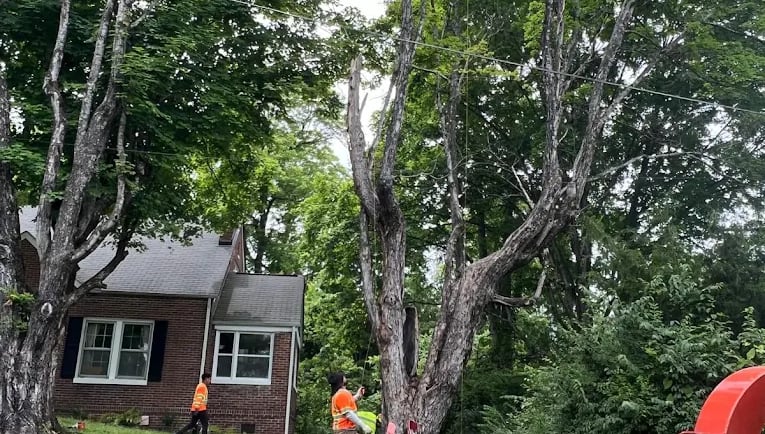 emercency tree removal