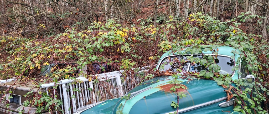 two cars and a railing overgrown with blackberry bushes