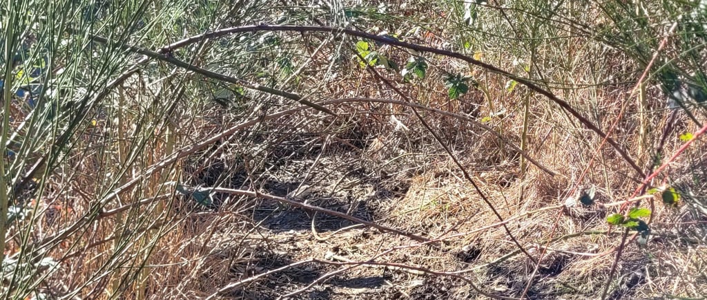 picture of a foot path taken over by blackberry bushes and other brush