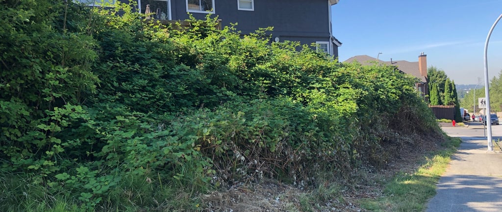 blackberry bushes cleared from a sidewalk