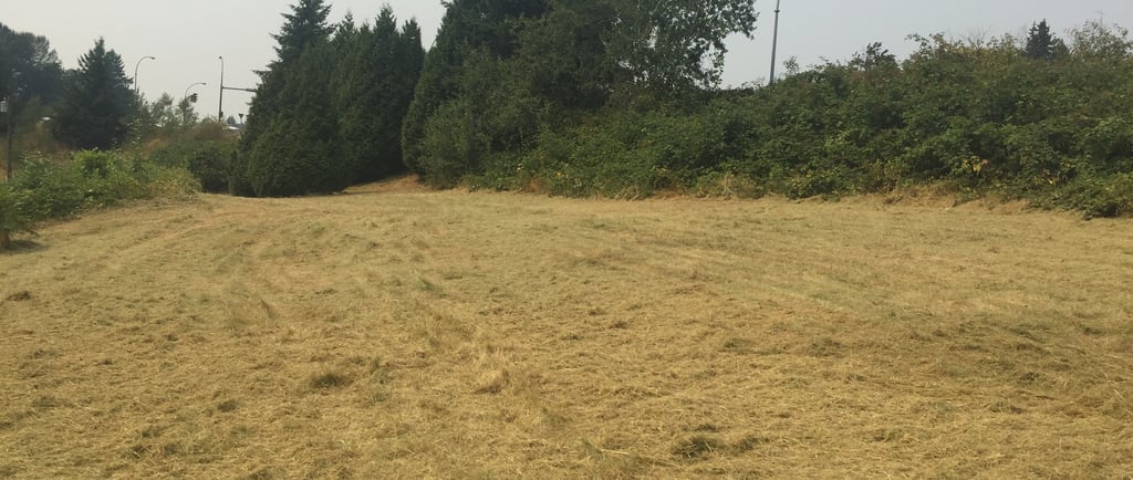 a cleared field with trees and blackberry bushes at the border