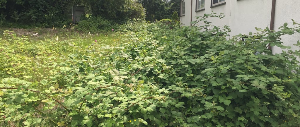 picture of overgrown blackberry bushes in a yard beside a house 