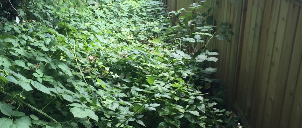 picture of blackberry bushes growing into a wooden fence