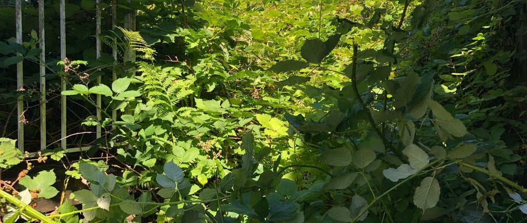 overgrown blackberry bushes covering a white metal gate