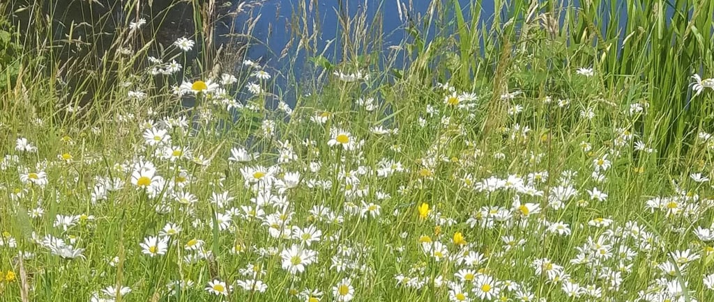 Wiese mit hohem Gras und vielen weißen Blüten vor blauem Himmel