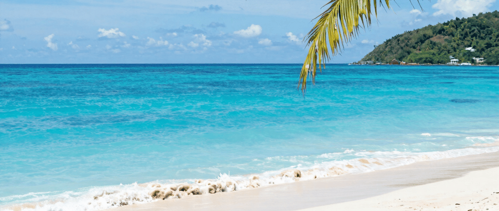 A cozy workspace with a laptop, a cup of tea, and a poppy flower on the desk, capturing a moment of inspiration.