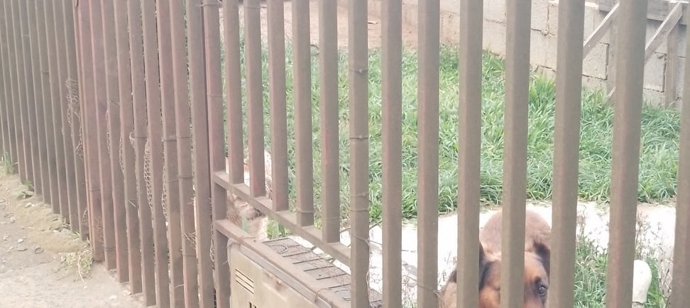 Cerca de ferro metalon em residencia visual livre e segurança