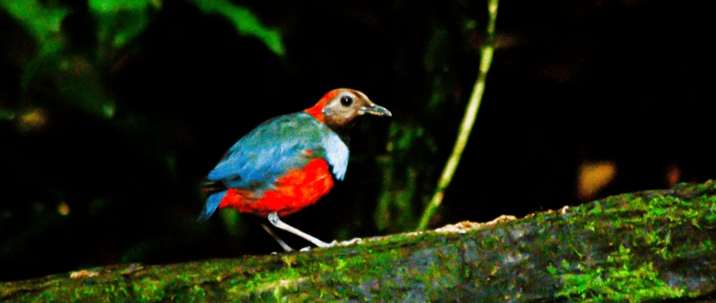Papuan Pitta, Timur Birding, Baronda indonesia timur Sorong