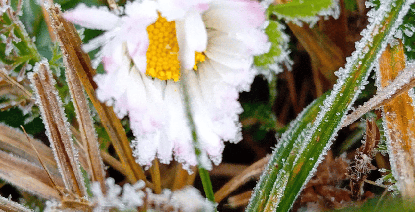 a white flower with frost on it