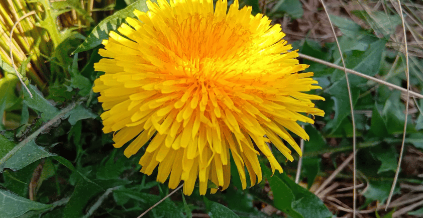 a yellow flower with a green leafy background