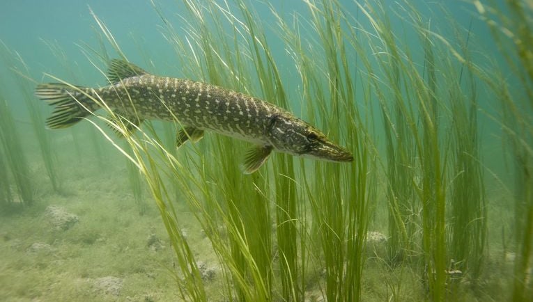 pike in the grass