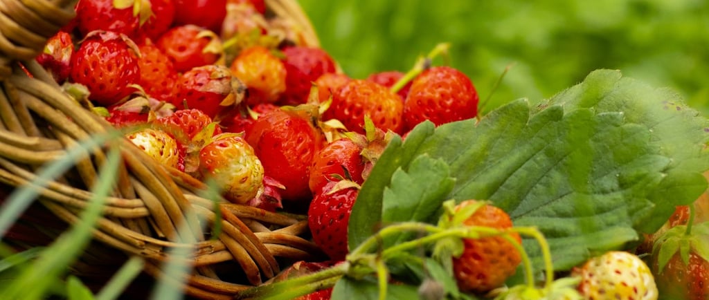 iğde tohum çimlenme