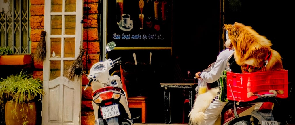 Dog in a crate on a motorbike