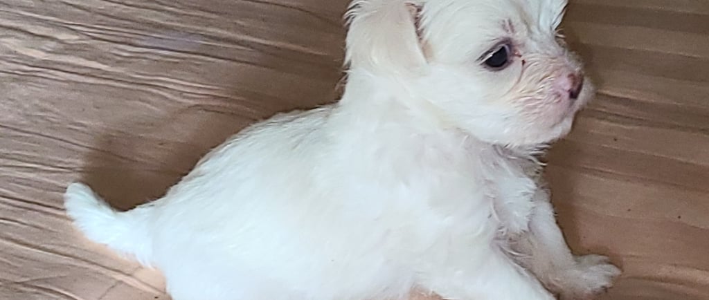 Registered Maltese Puppy sitting on floor.