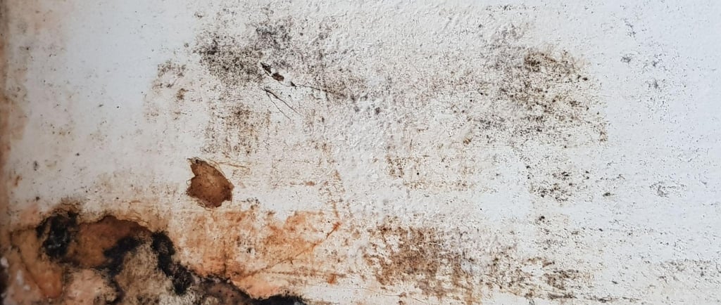 black mold on drywall