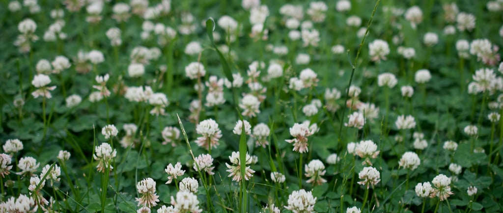 White clover cover crop in raised bed garden improving soil health and preventing weeds