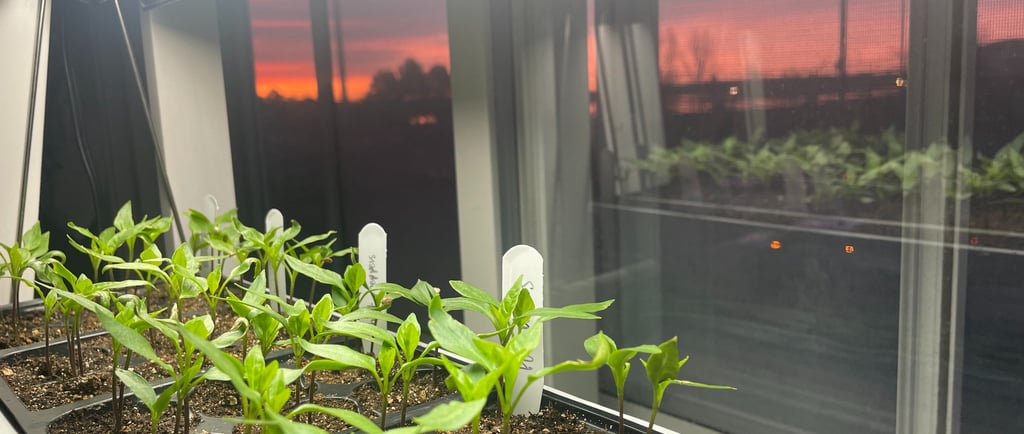 Young vegetable seedlings growing in seed starter trays under an LED grow light by a window at sunset.
