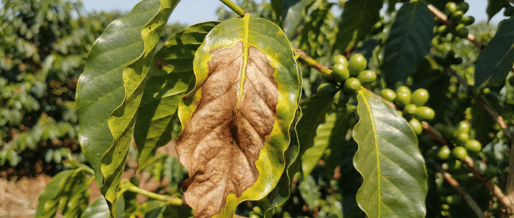 Folha de café apresentando escaudura, visível como uma grande mancha marrom e seca no centro, cercad