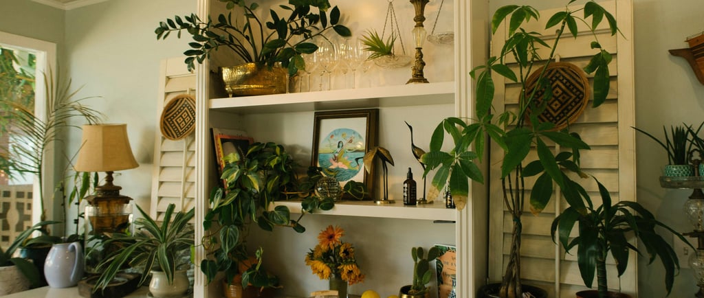 a shelf with a bunch of plants on it